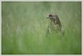 Saint Piat _06-06-2018-10-37-44_0587